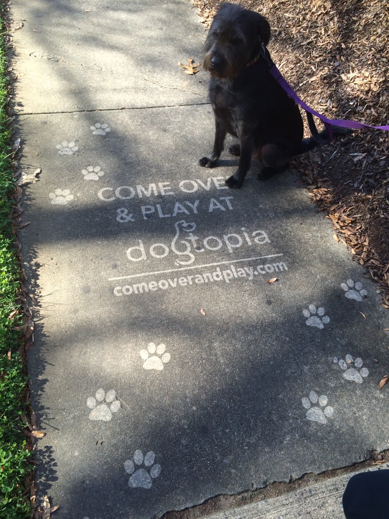 Billy loves the Clean Graffiti for Dogtopia Charlotte - #thesavageway