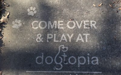 Dogtopia Charlotte Uses Clean Graffiti