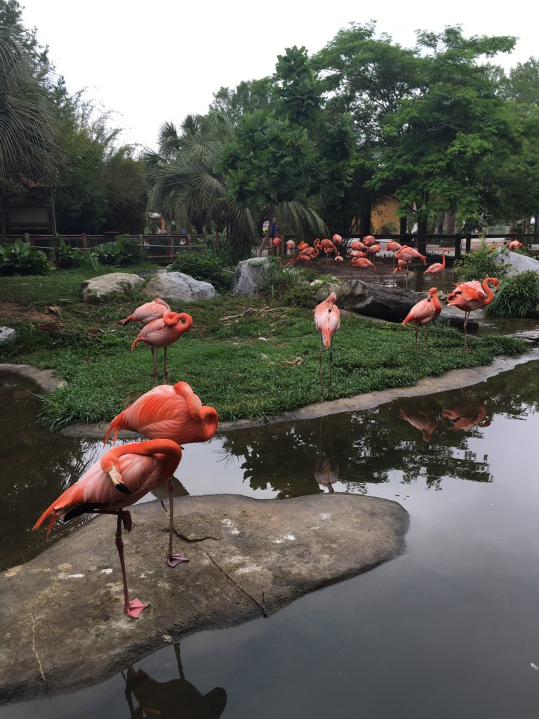 Beautiful flamingos at the Riverbanks Zoo & Garden. #thesavageway