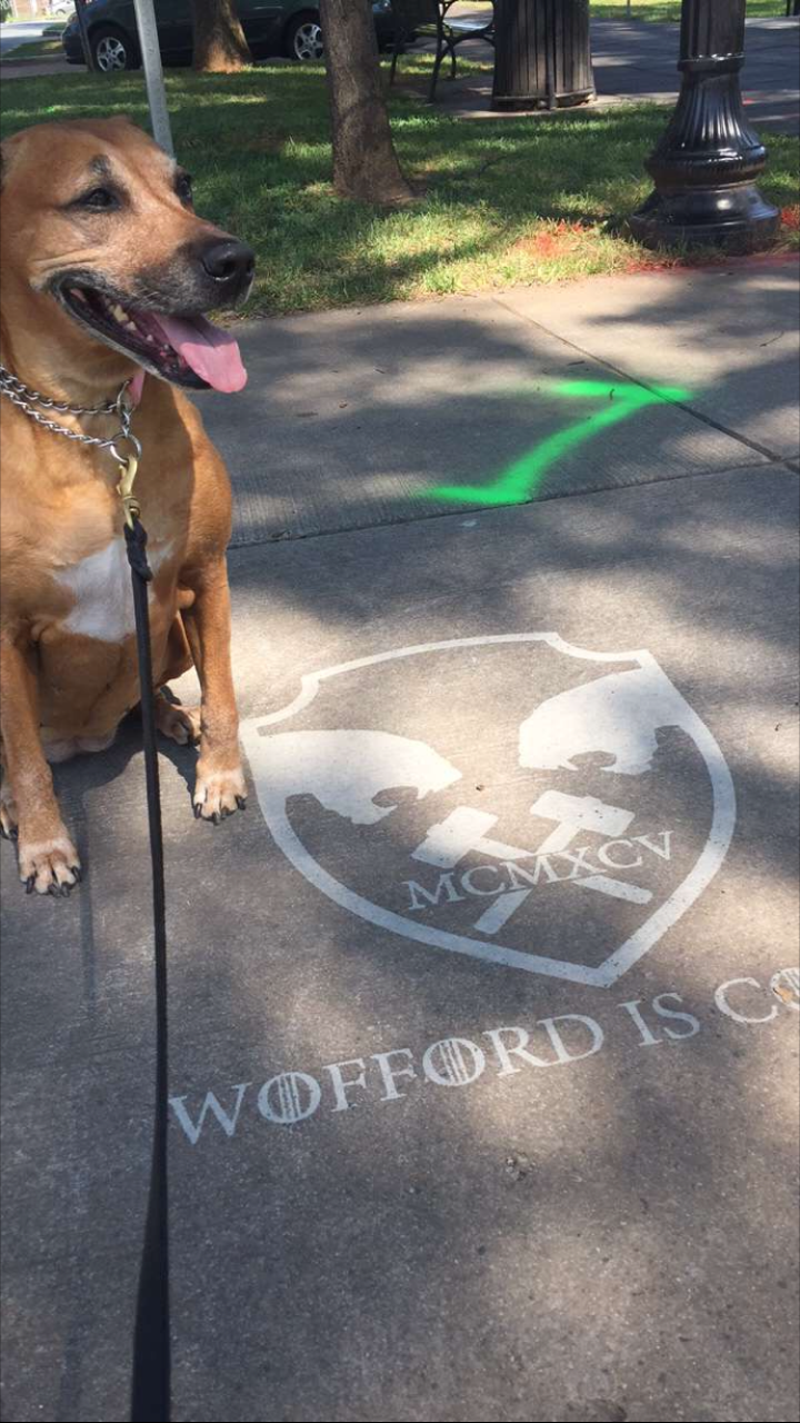 Clean Graffiti in Plaza Midwood for Panthers