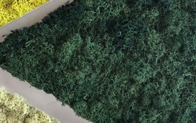 GoTriangle Moss Art in Durham, NC