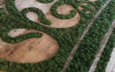 Moss Art for Local CBD Dispensary, Charlotte CBD